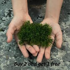 Riccia guppy grass for sale  SOUTH CROYDON