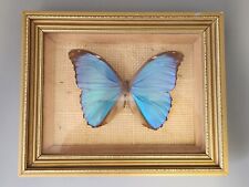 Menelaus blue framed for sale  BASINGSTOKE