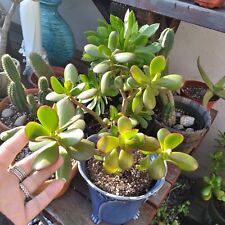 Huge jade bonsai for sale  Van Nuys