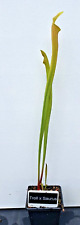 Sarracenia troll saurus for sale  BARNSLEY