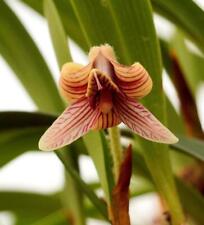 Unusual orchid species for sale  Mckinleyville