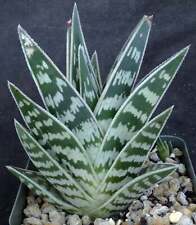 Aloe variegata for sale  Thousand Oaks