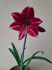 Hippeastrum Eusarcops hybrid Variegated leaves 1 bulb about 2.7cm. Offset. for sale  Shipping to South Africa