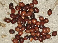 Ramsayi var. tuckeri, 25 fresh seeds for sale  Shipping to South Africa