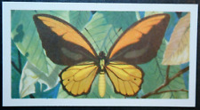 NEW GUINEA BIRDWING  Vintage 1960's Illustrated Insect Card  DD18MS for sale  Shipping to South Africa