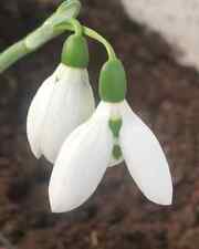 Galanthus elwesii chiltern for sale  BEVERLEY