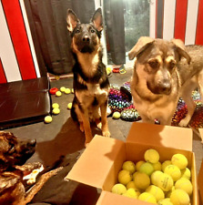 100 bolas de perro asequibles - ¡Envío gratuito incluido! segunda mano  Embacar hacia Argentina