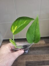 Golden pothos trailing for sale  LONDON