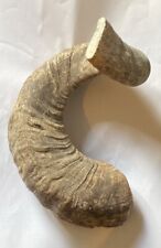 Rams horn stick for sale  PENRITH