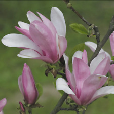 Magnolia stellata magnolia usato  Valmacca
