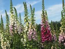 foxglove seeds for sale  SALISBURY