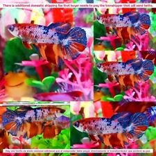 Fancy candy koi for sale  Shipping to Ireland