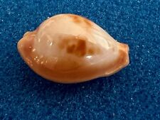 BEAUTIFUL & bright  - Cypraea surinamensis - 21.7mm - Brazil, with legacy data for sale  Shipping to South Africa