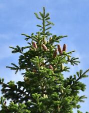 Samen weißtanne abies gebraucht kaufen  Frammersbach