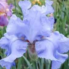 Iris germanica jane for sale  CRANBROOK