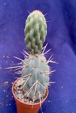 Opuntia miquelii 17cm for sale  PENZANCE