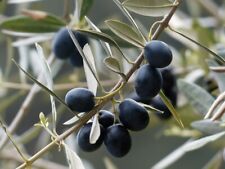 Graines olivier d'occasion  Saint-Raphaël