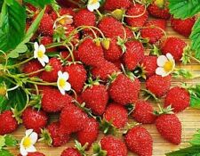 Wild strawberry regina for sale  READING