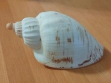 Conchiglia shell voluta usato  Piombino
