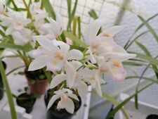 Cool cymbidium medium for sale  CHELMSFORD