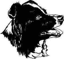 BORDER COLLIE DOG  CAR DECAL STICKER for sale  Shipping to South Africa