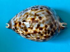 ZOILA CYPRAEA FRIENDII F+++ 85.6 MM DEEP WATER SHELL, used for sale  Shipping to South Africa