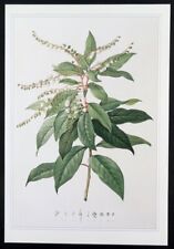 Redoute botanical print for sale  Timberon