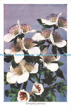 D085899 eucryphia glutinosa. for sale  WARLINGHAM