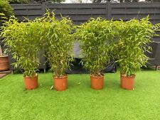 New golden bamboo for sale  CANNOCK
