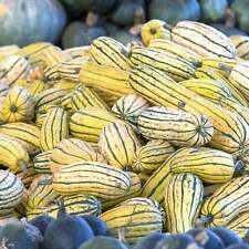 Delicata Squash - Seeds - Organic - Non Gmo - Heirloom Seeds – Vegetable Seeds for sale  Shipping to South Africa