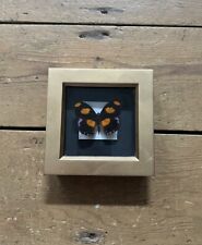 Taxidermy butterfly painted for sale  SITTINGBOURNE