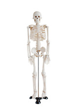Display4top anatomie skelett gebraucht kaufen  Mönchengladbach