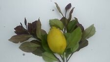 Pianta albero limone usato  Altamura
