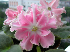 African violet saintpaulia for sale  RUGBY