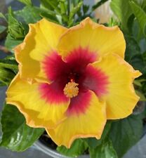 Exotic yellow hibiscus for sale  Homestead