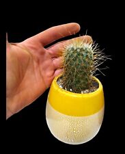 Hedgehog cactus mary for sale  LIVERPOOL