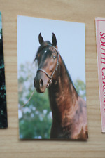 Used, Horses postcard horse postcard cheval CPA cavallo pair postcard Paso fino stallion for sale  Shipping to South Africa