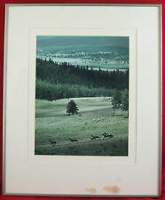 1975 elk castilla for sale  Spicewood