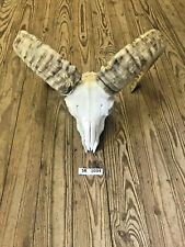 Mouflon skull hill d'occasion  Expédié en Belgium