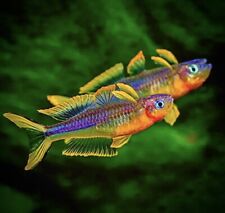 Forked tail rainbowfish for sale  LONDON
