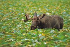 Moose feeding for sale  Apple Valley