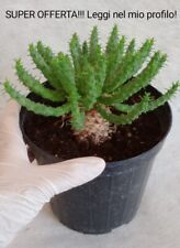 Euphorbia flanaganii usato  Cadelbosco Di Sopra