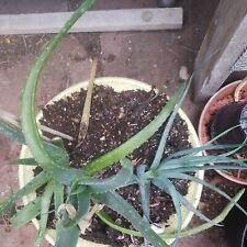 Sale aloe mix for sale  Fort Collins