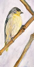 Goldfinch yellow bird for sale  Carpinteria
