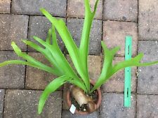 Platycerium vassei staghorn for sale  Winter Garden