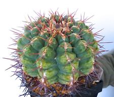 Used, 10 Thelocactus heterochromus seeds samen SEEDS KORN Seeds Unusual for sale  Shipping to South Africa