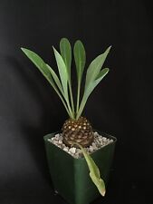 Euphorbia bupleurifolia succul for sale  Rancho Santa Margarita