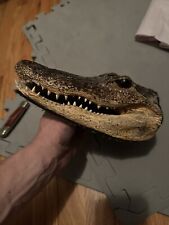 Genuine alligator head for sale  Elgin