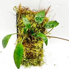 Cryptocoryne becketti weeping for sale  ACHARACLE