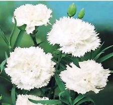 Dianthus chabaud white for sale  LOUGHTON
